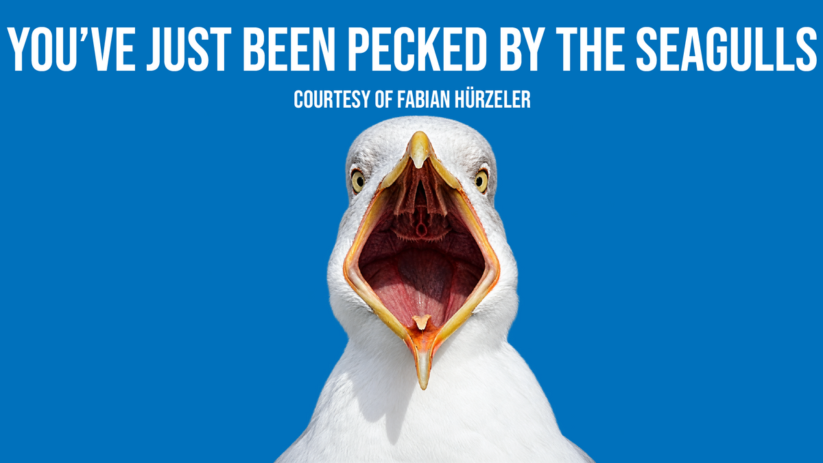 You've Been Pecked By The Seagulls x10 custom football sticker