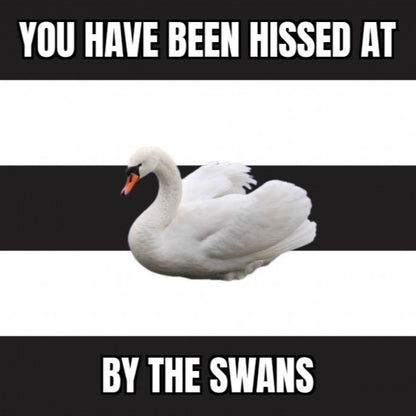 You've Been Hissed At By The Swans Design custom football sticker waterproof vinyl
