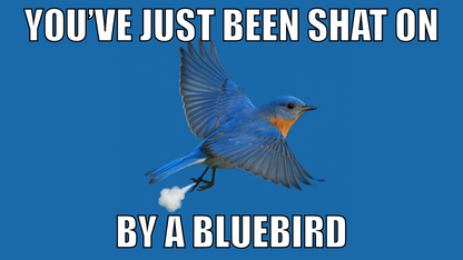 You've Just Been Shat On By A Bluebird Design custom football sticker waterproof vinyl